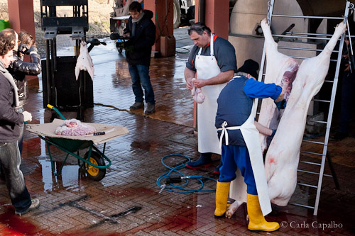 Chef Claude Bosi watches as a pig is butchered, Friuli