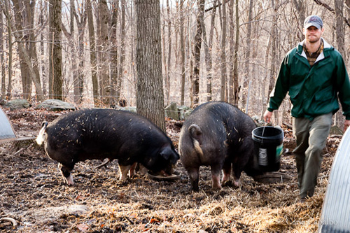 Black pigs being fed on chef Dan Barber's farm, New York