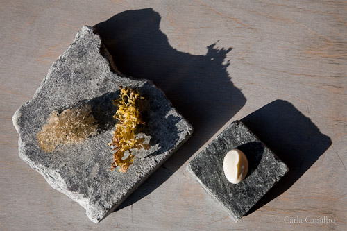 Magnus Nilsson's lichen