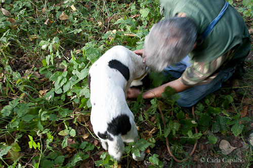 Tartufaio Alberto helps his dog Allen retrieve a burried truffle