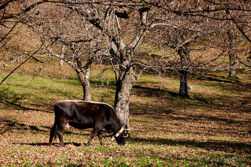 Cow grazing in chestnut wood