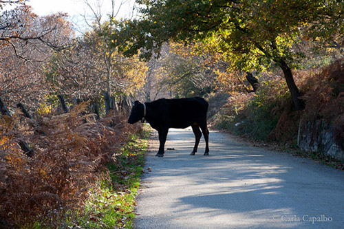 An Irpinian mountain road