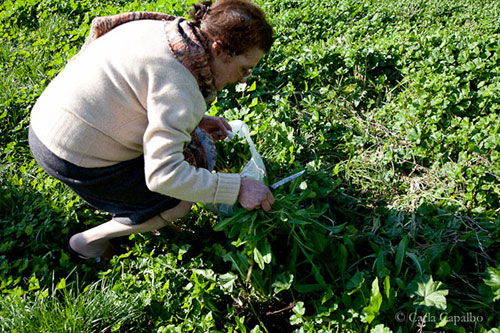 Woman picking wild greens