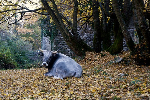 Cow resting in a chestnut wood, Irpinia