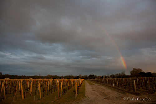 First storm over the vineyards of Margaux in the Médoc