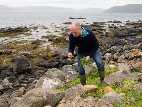 Chef Leif Sorensen foraging for sea-plants