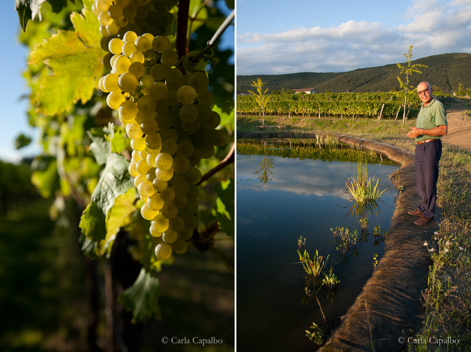 Friulano grapes at Renato Keber, Collio · Josko Gravner and his vineyard pond, Collio