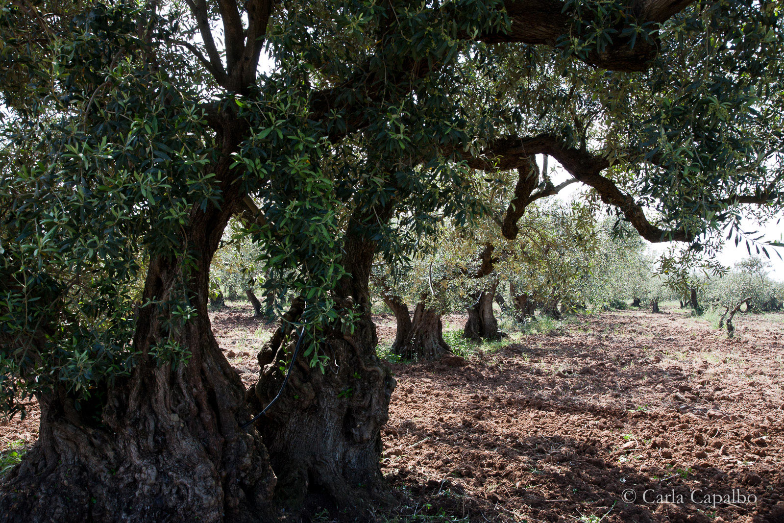 Olive grove, Calabria