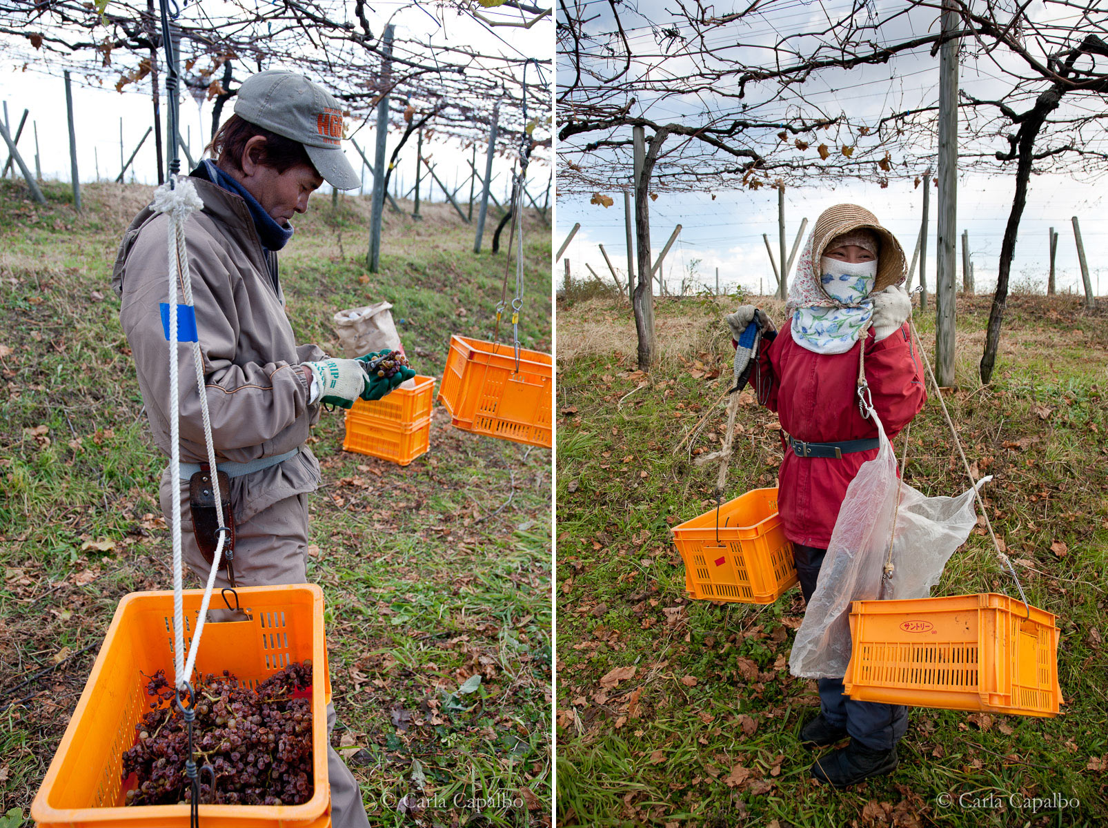 Winter pickers of late-harvest dessert wine, Japan