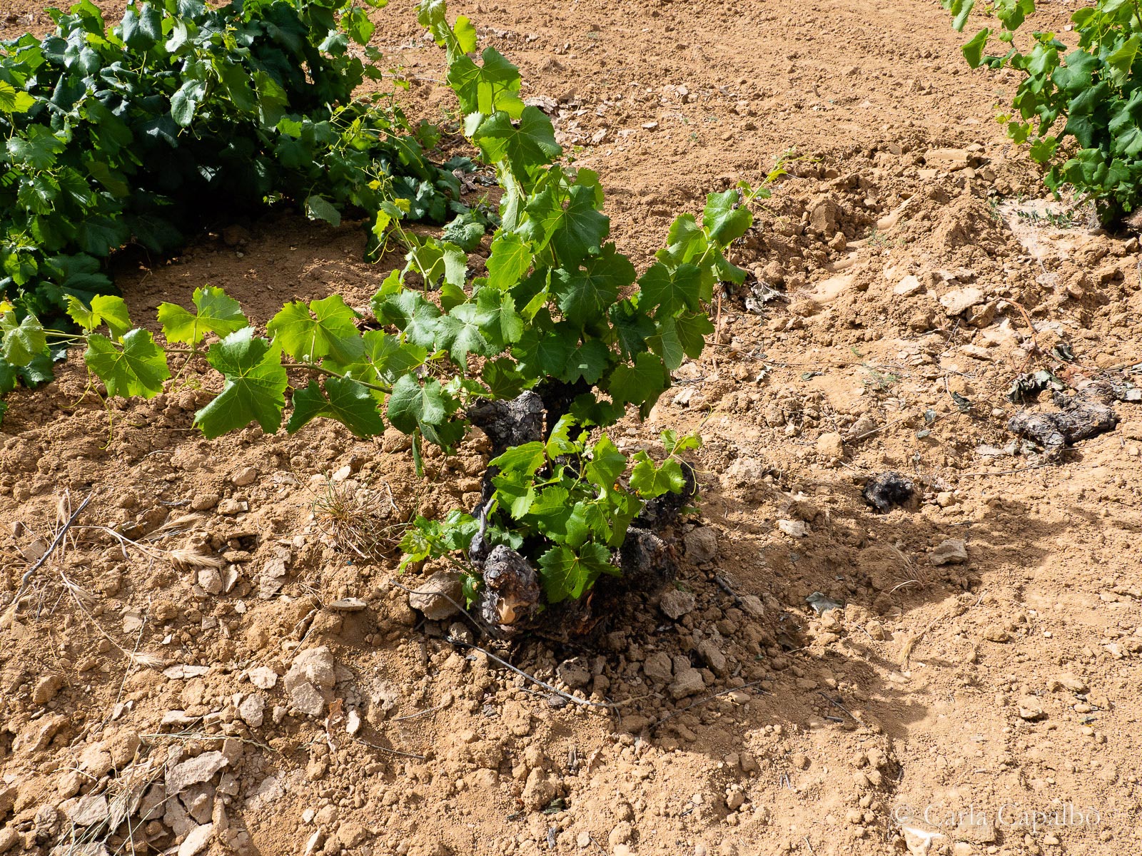 Bush vine at Bodegas Cano