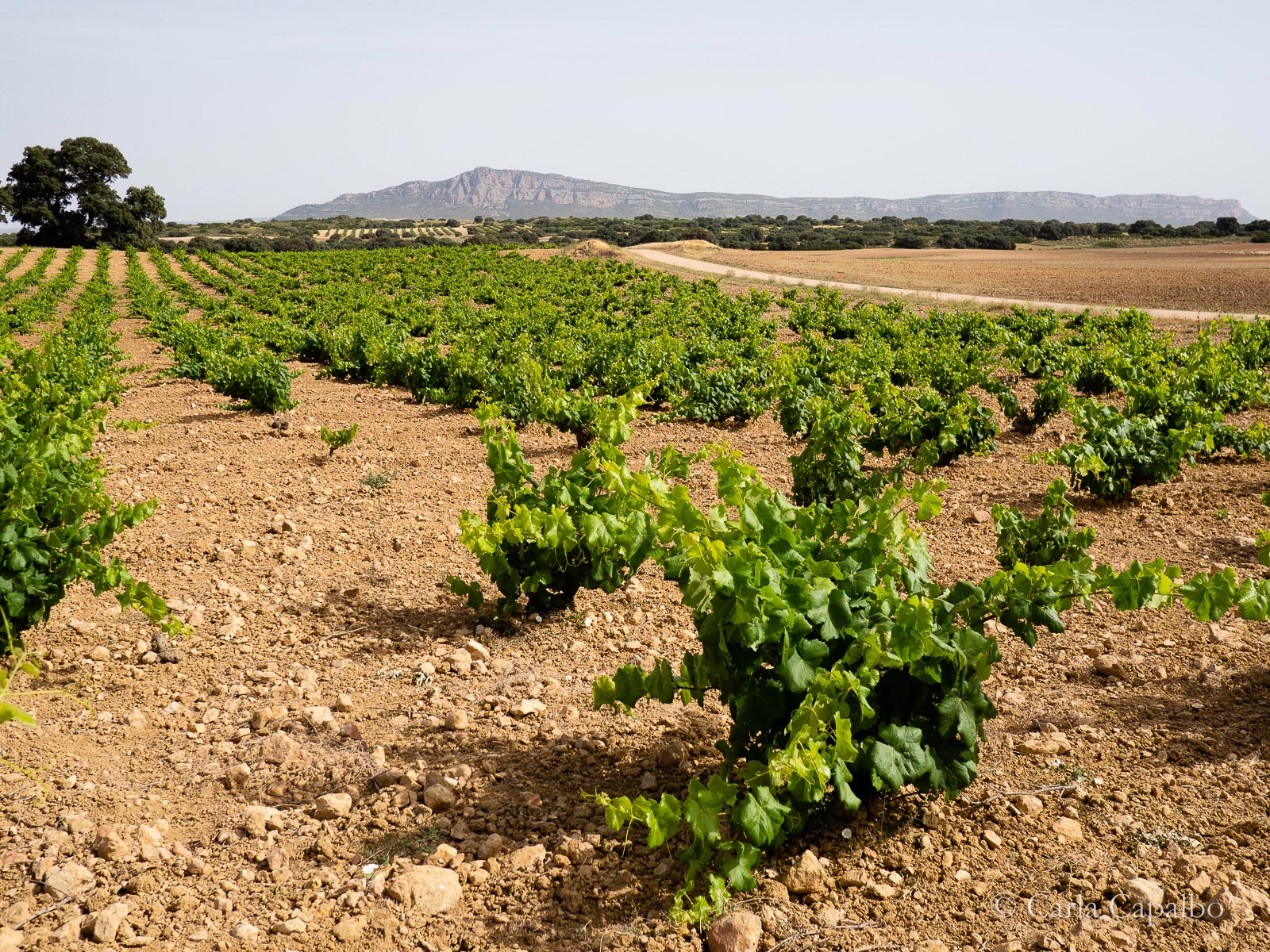 Mata Mangos vineyards with Sierra del Mugrón behind