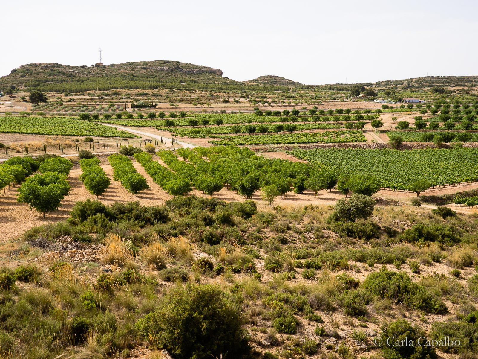 The view from Piqueras